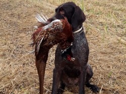 Quira di Tosca del Diamante